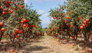 Ripe pomegranate trees