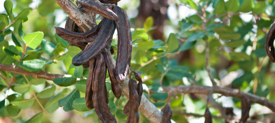 ripe carob tree