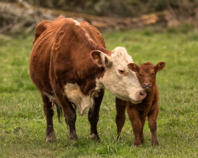 All In The Family: Israeli Dairy Farm Keeps Newborn Calves With Their 