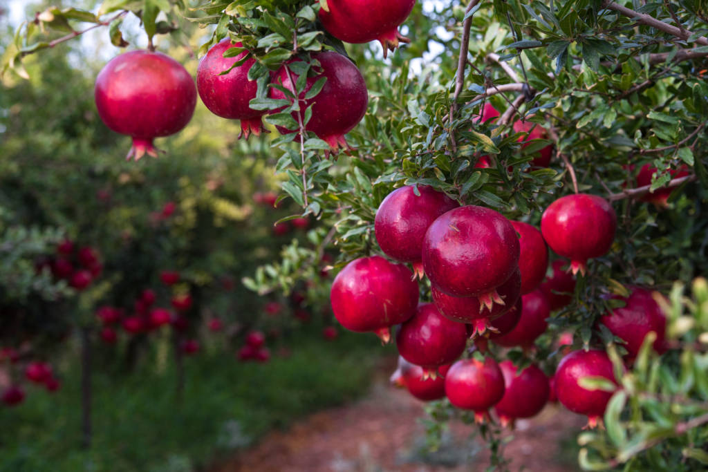 Pomegranate trees