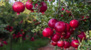 Pomegranate trees