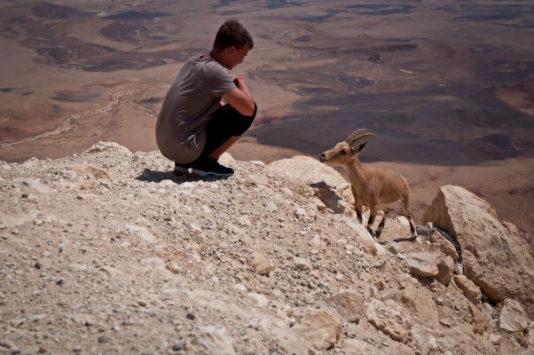 Israeli wildlife