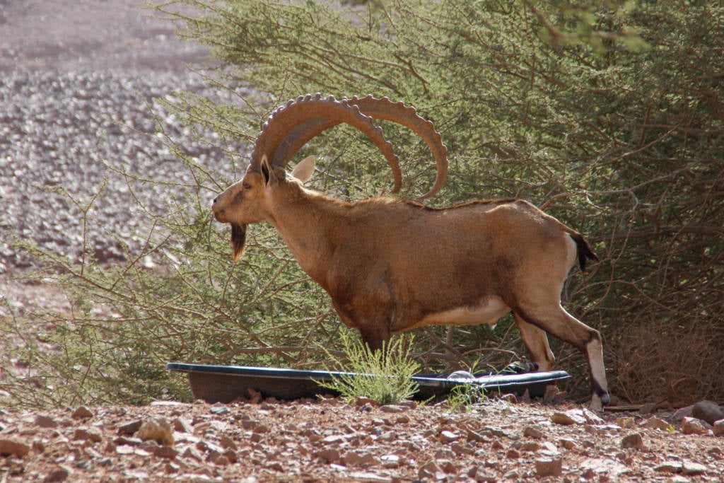 Wild mountain goat.