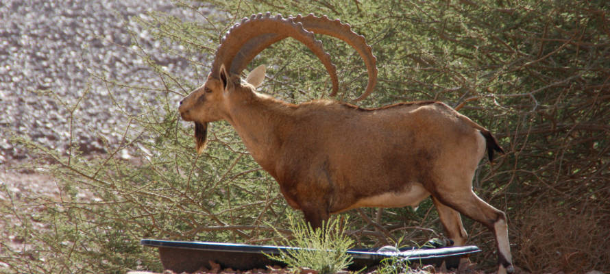 Wild mountain goat.