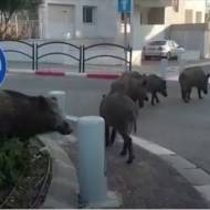 wild boars haifa