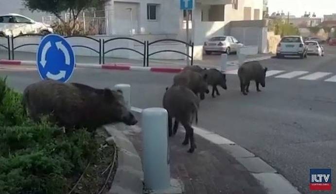 wild boars haifa