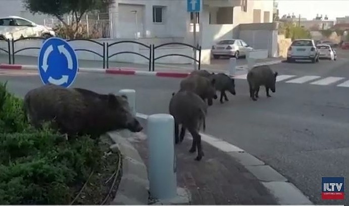 wild boars haifa