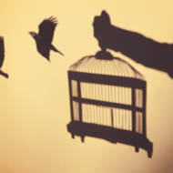 set birds free