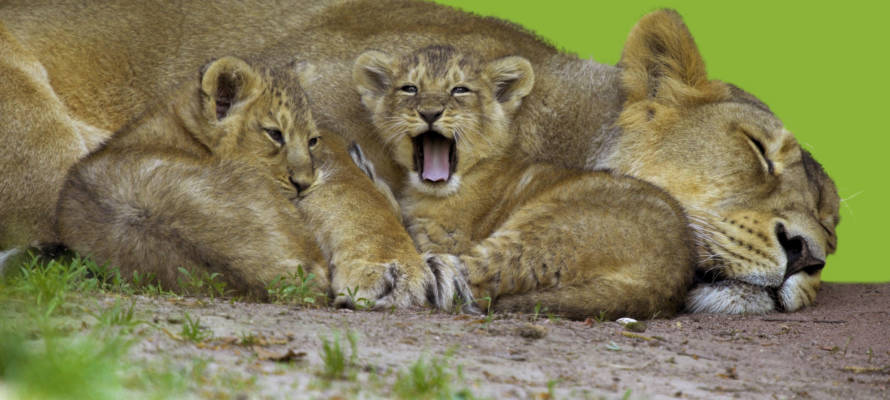 Lion cubs