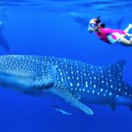 Whale shark