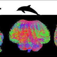 MRI of different mammal brains