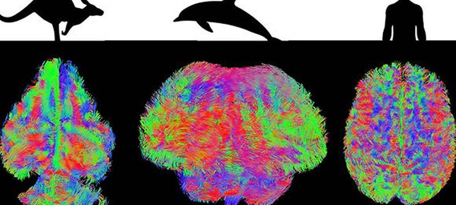 MRI of different mammal brains