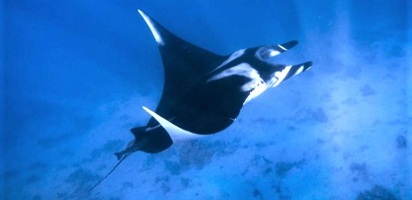giant manta ray gillnets