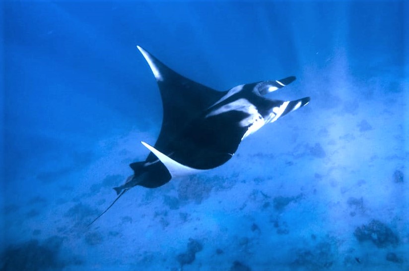 Giant manta ray