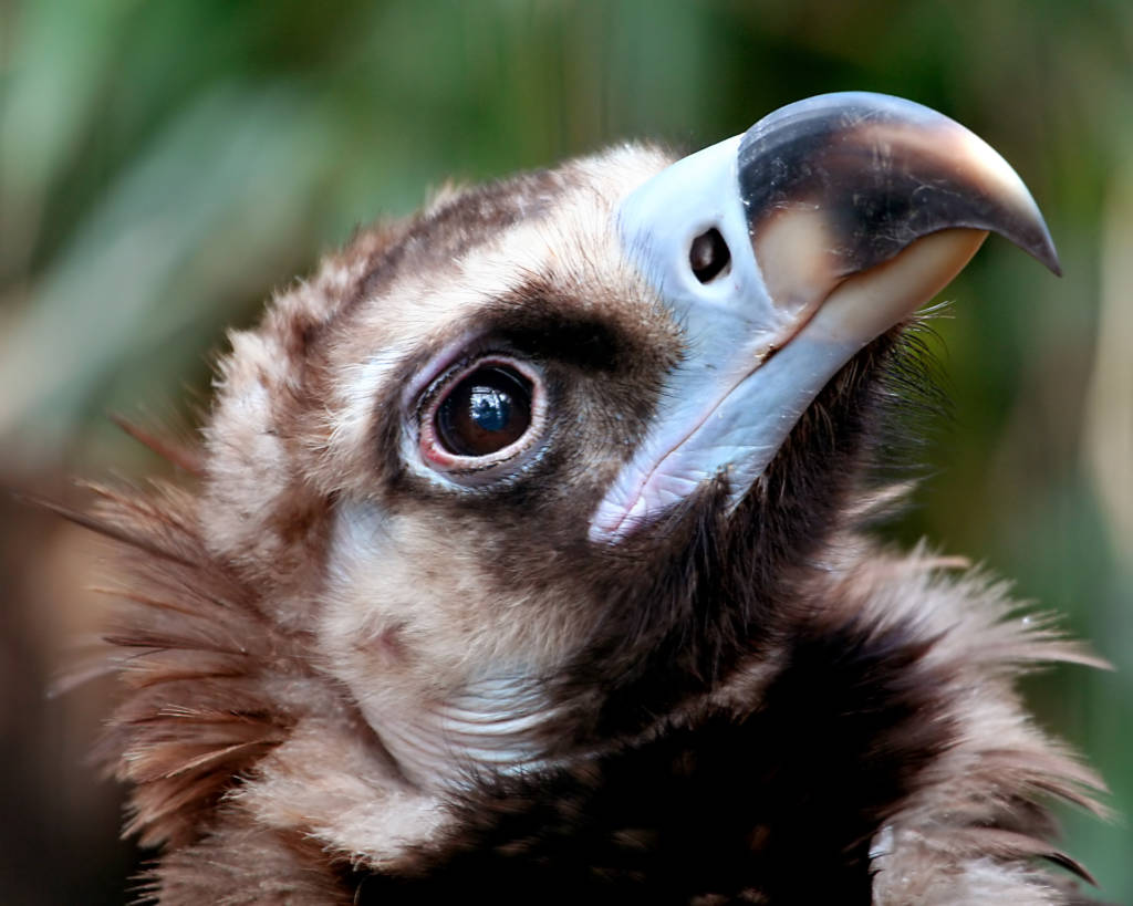 Baby vulture