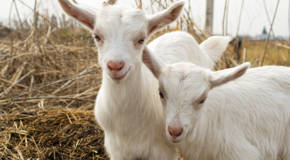 two goats