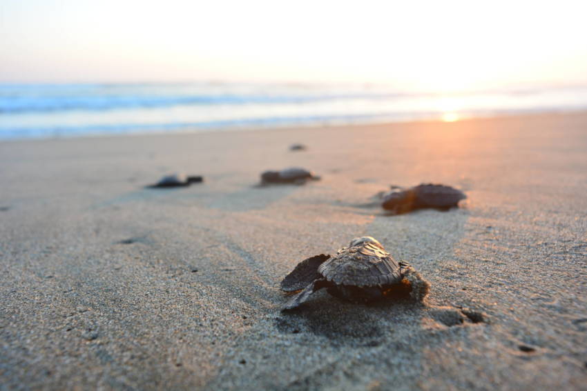 Rehabilitating Endangered Brown Sea Turtles Is No Shell Game For Israel - Vimarsana News