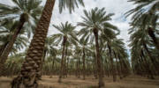 Dates orchard near Kibbutz Niran in the Jordan Valley