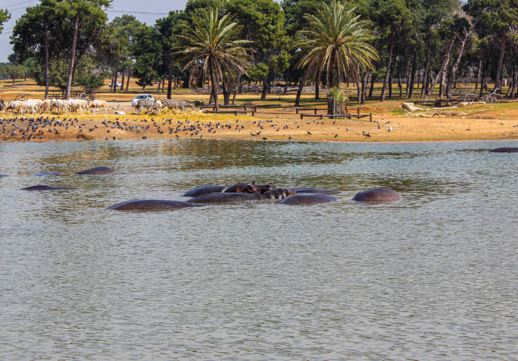 Ramat Gan Safari