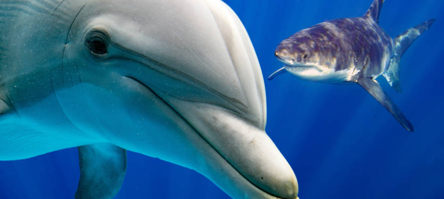 dolphin shark