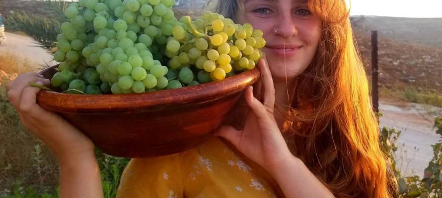 Harvesting wine grapes at Esh Kodesh settlement