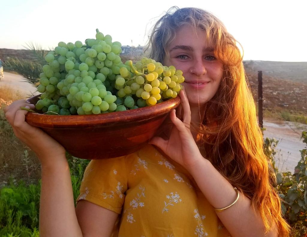 Harvesting wine grapes at Esh Kodesh settlement