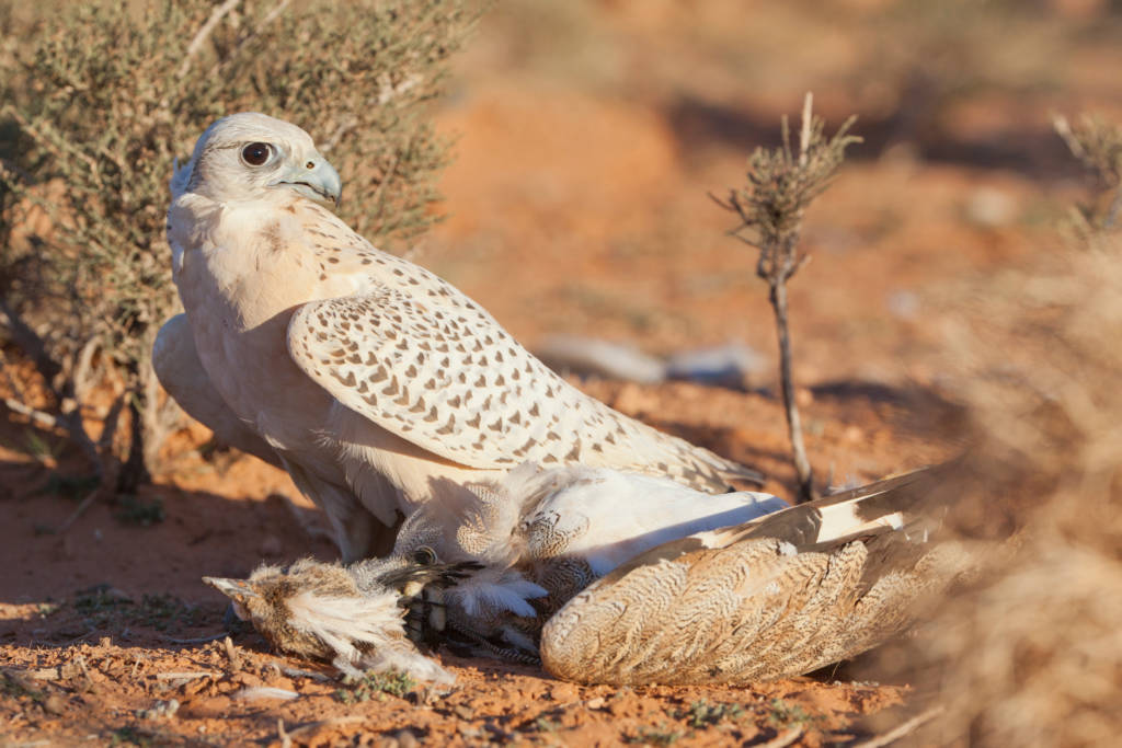 endangered houbara species