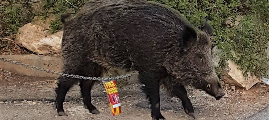 Wild boar in Israel