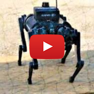 Rafael Robotic Dog