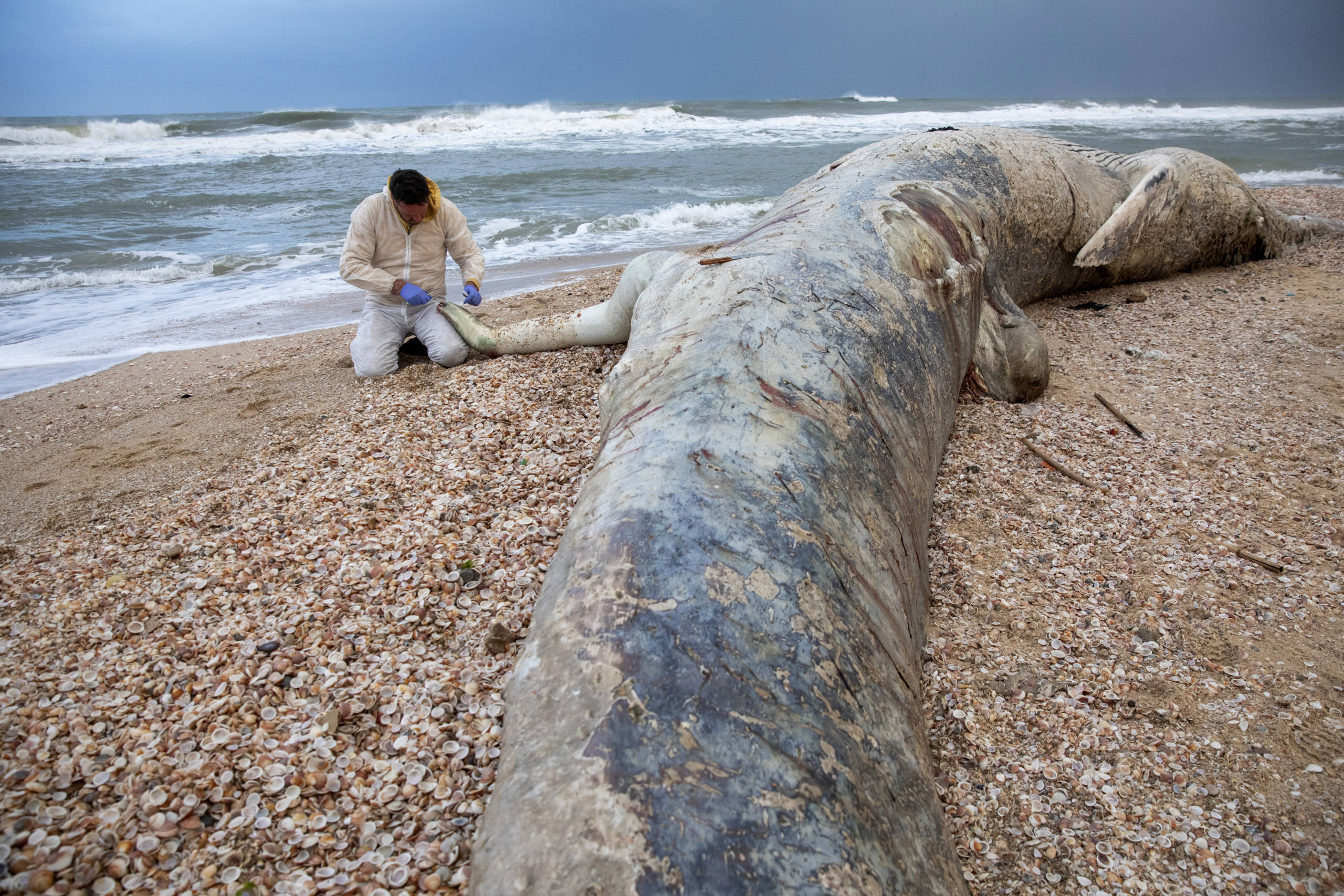 Thousands of Israelis Volunteer to Clean Up Massive Oil Spill - Vimarsana News