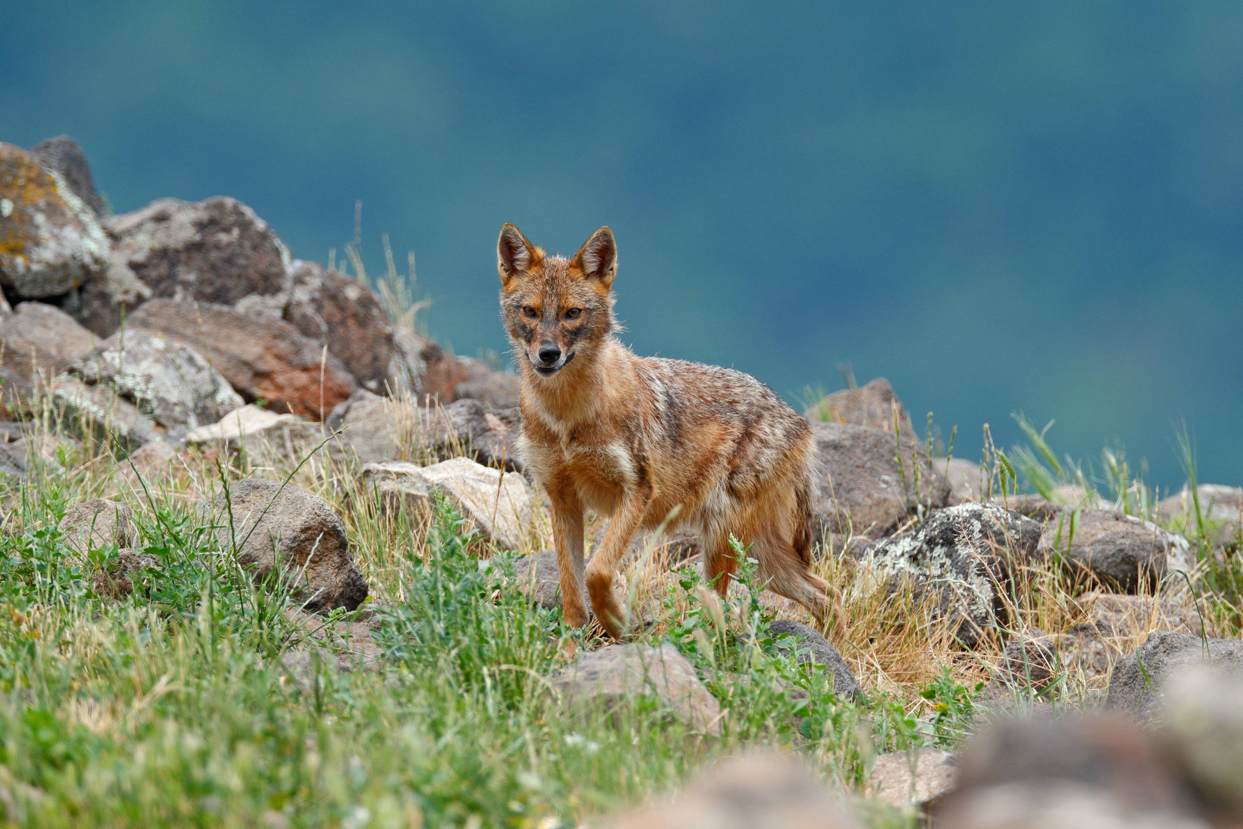 Proximity to Humans Could Lead to Jackal Domestication, Israeli Study Finds - Vimarsana News