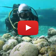 Coral reef Diver