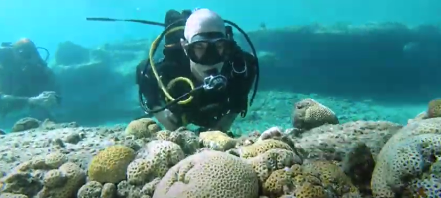 Coral reef Diver
