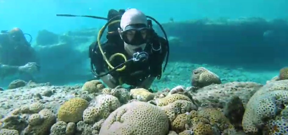 Coral reef Diver