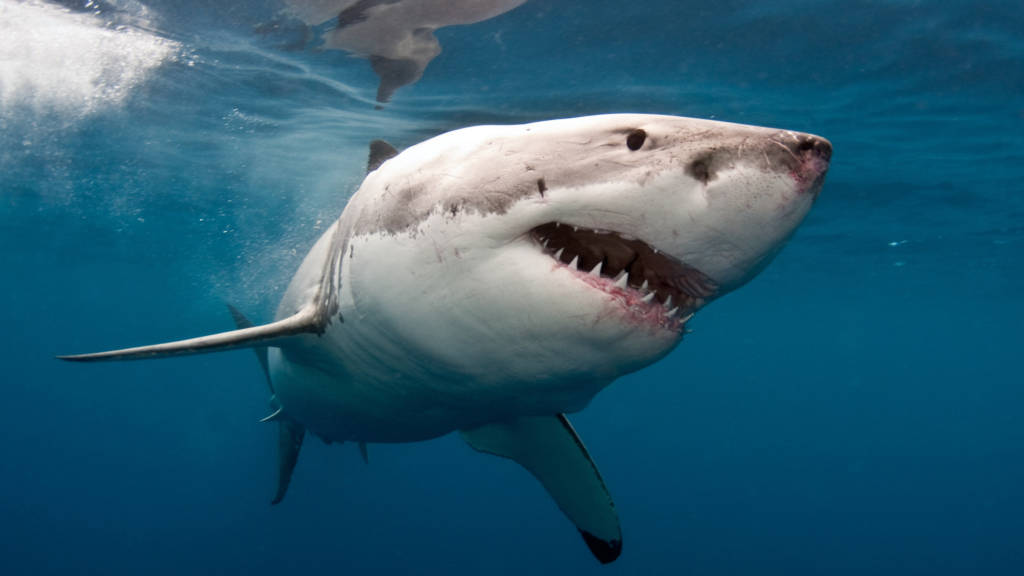 Great white shark