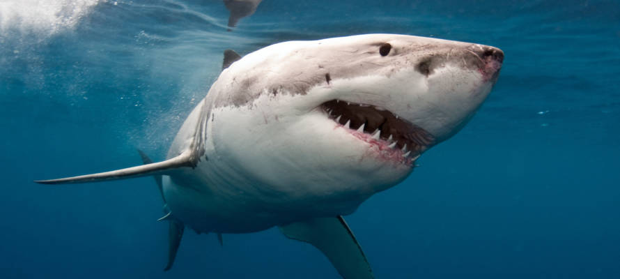 Great white shark