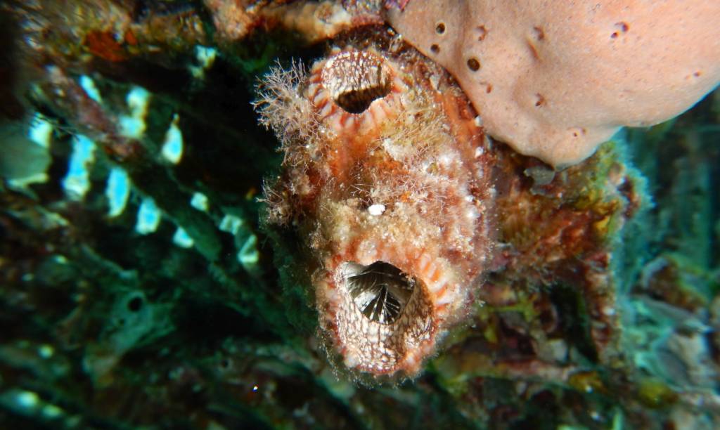 Gulf of Eilat sea animal