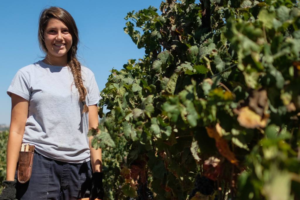 Workers pick grapes in Israel