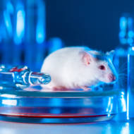 mice lab medical research