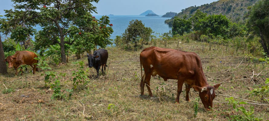 cows rwanda
