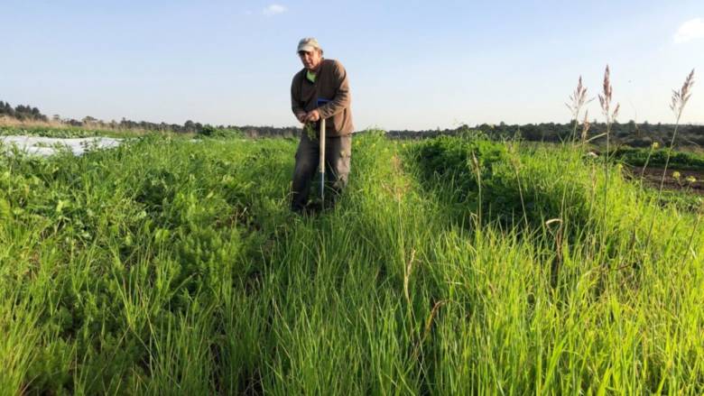 The Israeli Farmers Who Are Giving Their Land a Year’s Rest | United ...