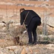 Palestinian destroys olive trees.v2