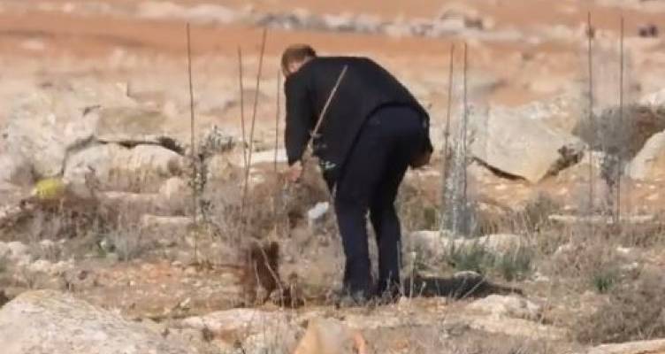 Palestinian destroys olive trees.v2