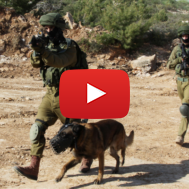 IDF Canine Unit