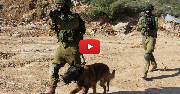 WATCH: A Miraculous Recovery For A Miraculous IDF Dog | United With Israel