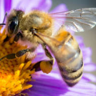 bee