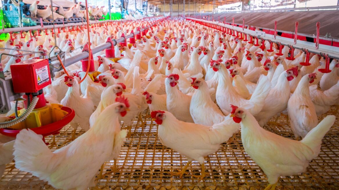 Could Bird Flu be the Next Big Health Crisis in Israel and the World? - Vimarsana News
