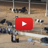 Dairy Farm Southern Israel