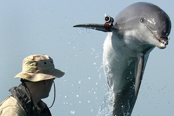 military dolphin