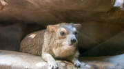 rock hyrax